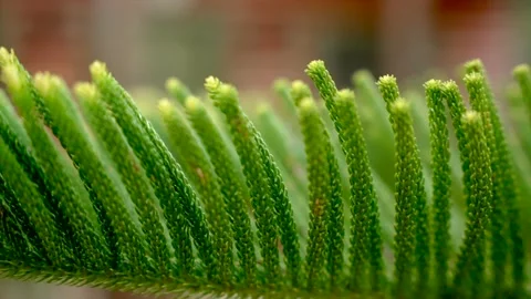 Close-up of green coniferous tree branch. Beauty in nature. Bokeh macro shot Stock Footage 209550842
