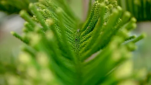 Close-up of green coniferous tree branch. Beauty in nature. Bokeh macro shot Stock Footage 209551700