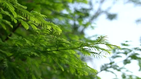 Close-Up green coniferous tree branches swaying in a gentle summer breeze Stock-Footage 342213728