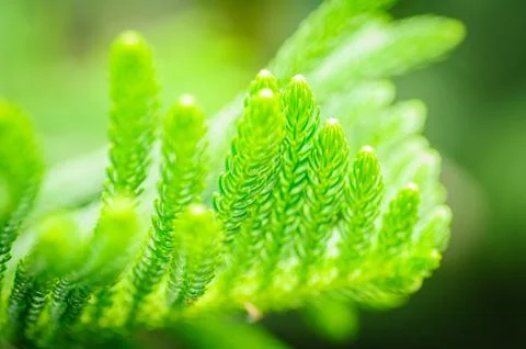 Close up green cook pine leaf, Araucaria columnaris Stock Photos