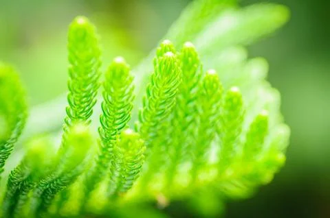 Close up green cook pine leaf, Araucaria columnaris Foto stock