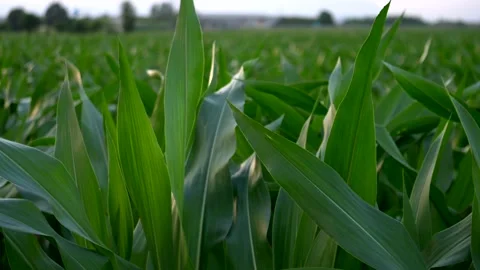 Close up green corn cobs leaves at sunset. Slow motion 4K Video stock 278311745