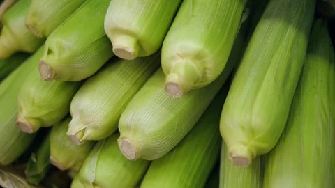 Close-up of green corn cobs stacked on top of each other. Corn harvest. Stock Footage 314033589