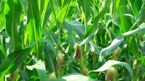 Close-up of green corn field with young corn cobs and silk growing in summer Stock Footage 345658271