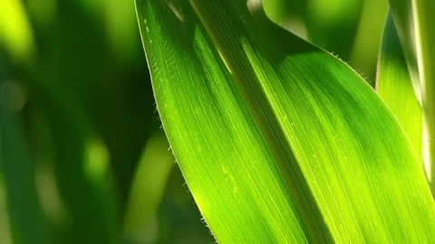 Close-up of a green corn leaf swaying in the wind Stock-Footage 339065642