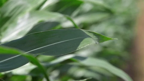 Close-up of green corn leaves on a clear windy summer day in the field Stock Footage 139837218