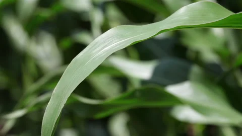 Close-up of green corn leaves on a clear windy summer day in the field Stock Footage 139837281