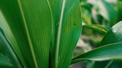 Close-Up of Green Corn Leaves, Close-up of vibrant green corn leaves with v.. Stock Footage 304916442