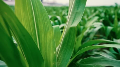 Close-Up of Green Corn Leaves, Close-up of vibrant green corn leaves with v.. Vídeo Stock 304916498