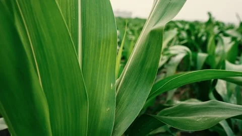 Close-Up of Green Corn Leaves, Close-up of vibrant green corn leaves with v.. Vídeos de archivo 304916604