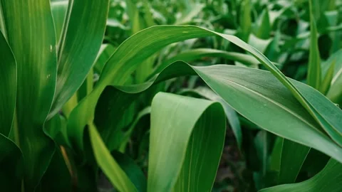 Close-Up of Green Corn Leaves in a Field, Close-up of lush green corn leave.. Stock Footage 304916685