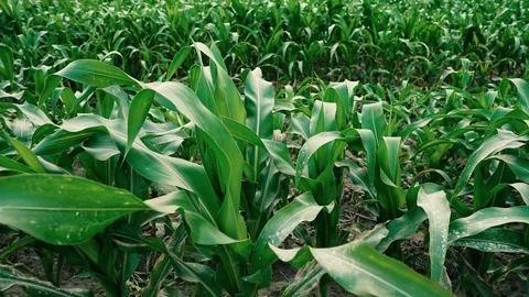 Close-Up of Green Corn Leaves in a Field, Close-up of lush green corn leave.. 動画素材 304916711
