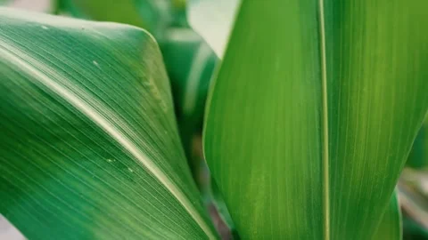 Close-Up of Green Corn Leaves in a Field, Close-up of lush green corn leave.. 動画素材 304916745