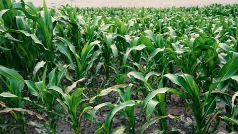 Close-Up of Green Corn Leaves in a Field, Close-up of lush green corn leave.. Stock Footage 304916802