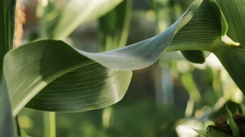Close up of green corn leaves in the field. Stock Footage 316867879