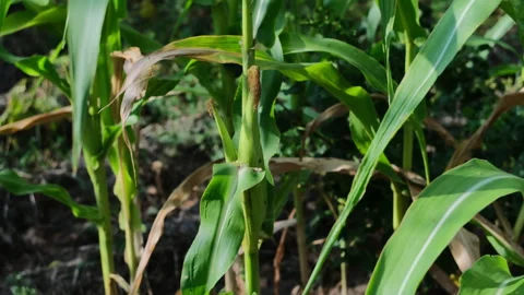Close-up of green corn plants growing in a sunny agricultural field. Young ma Stock Footage 341922979