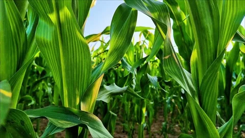 Close Up of Green Corn Stalks in Farm Field During Summer Growth Stock Footage 334736240