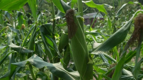 Close-up green corn on stalks ready for harvest in a cornfield Vídeos de archivo 314584030