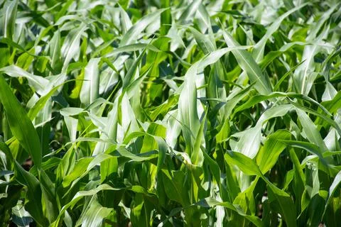 Close-Up of Green Cornfield Stock Photos