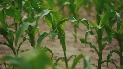 Close up of green cornstalks waving from the wind on the fields in 4K Stock Footage
