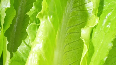 Close-up of a green cos lettuce. Stock Footage 276690487