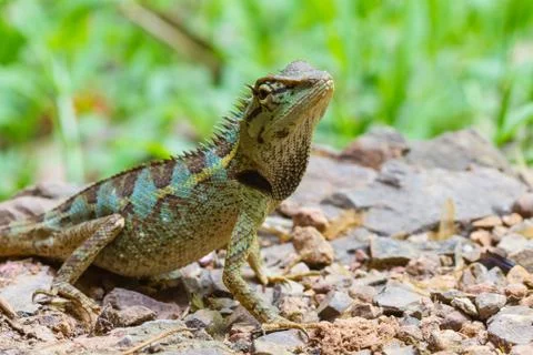 Close up Green crested lizard Stock Photos
