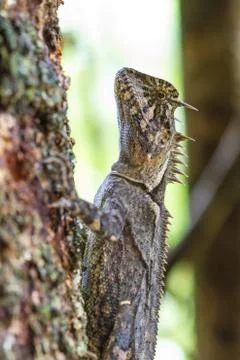 Close up Green crested lizard Stock Photos