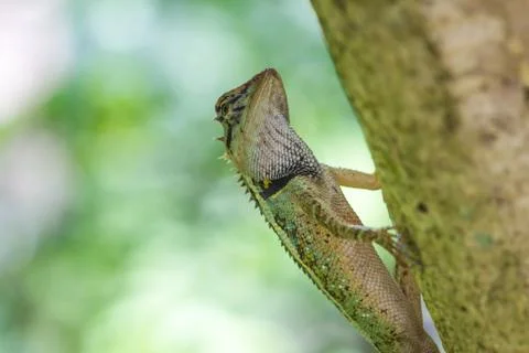 Close up Green crested lizard Foto stock