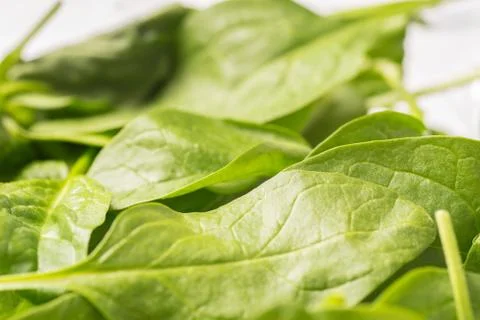 Close up of green crispy spinach, full frame Stock Photos