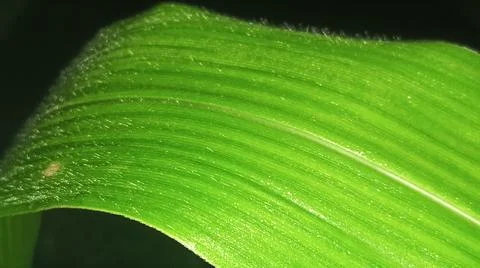 Close-Up of Green Crop Leaf Texture and Detail Stock Photos
