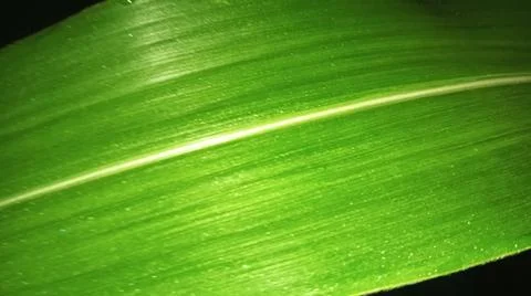 Close-Up of Green Crop Leaf Texture and Detail Stock Photos