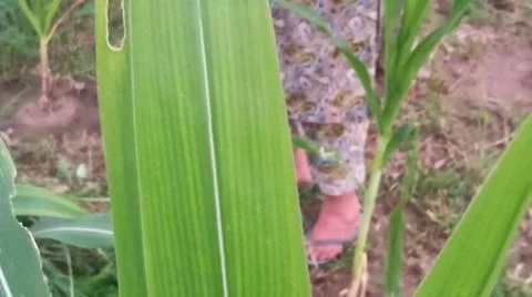 Close-Up of Green Crop Leaf Texture and Detail Stock Photos