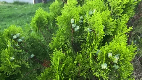Close Up of Green Cypress Branches with Young Cones in Natural Light Stock Footage 339877251