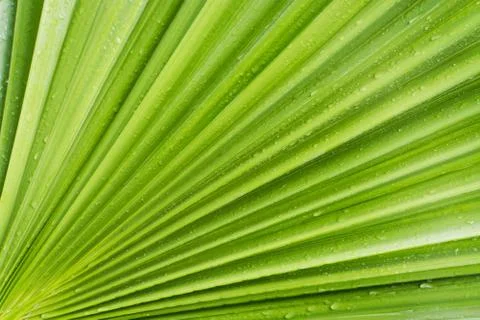 Close-up of green date palm tree leaf, natural texture Stock Photos