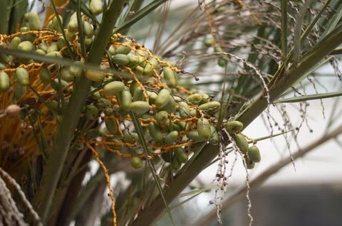 Close up of green dates growing on a date palm tree Stock Photos