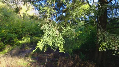 Close-up of green, delicate tree branches with sunlight filtering through 動画素材 297075892
