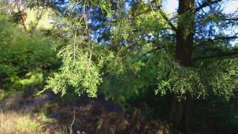 Close-up of green, delicate tree branches with sunlight filtering through 動画素材 300294689