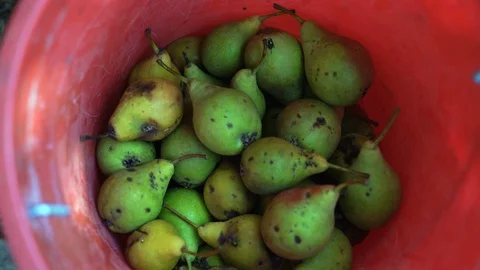 Close-up, Green Dirty Pears Lying in the Red Bucket Stock Footage 88187053