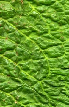 Close up of a green dock leaf. Photos