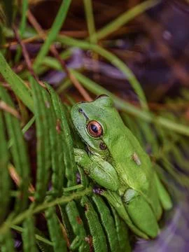 Close-up of a green dotted treefrog resting on a fern frond at the edge of a  Stock Photos
