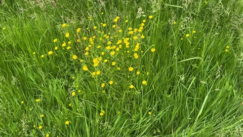 Close-Up of Green Dutch Meadow Grass with Wildflowers and Native Plants 動画素材 343026403