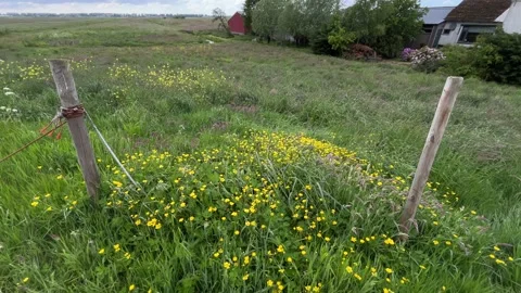 Close-Up of Green Dutch Meadow Grass with Wildflowers and Native Plants Video stock 343026425