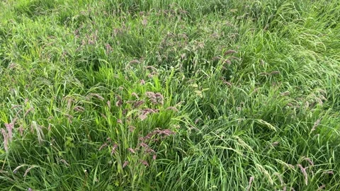 Close-Up of Green Dutch Meadow Grass with Wildflowers and Native Plants Video stock 343026515
