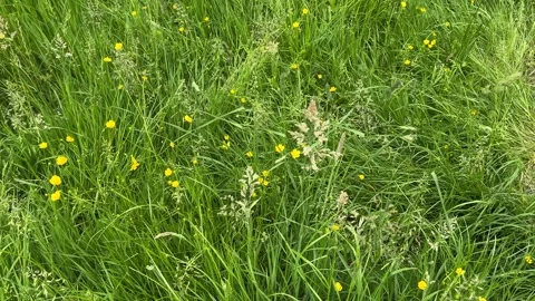 Close-Up of Green Dutch Meadow Grass with Wildflowers and Native Plants Stock Footage 343026534