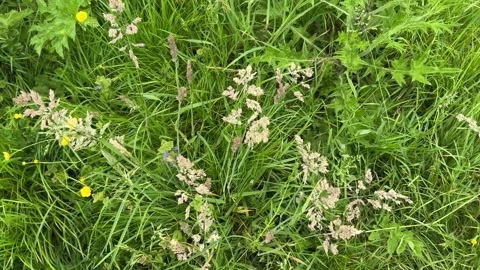 Close-Up of Green Dutch Meadow Grass with Wildflowers and Native Plants Stock-Footage 343026554