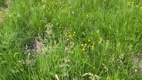 Close-Up of Green Dutch Meadow Grass with Wildflowers and Native Plants Video stock 343026574