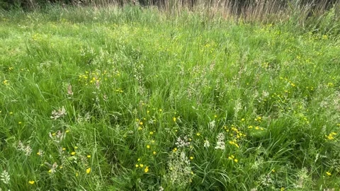 Close-Up of Green Dutch Meadow Grass with Wildflowers and Native Plants Video stock 343026618