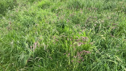 Close-Up of Green Dutch Meadow Grass with Wildflowers and Native Plants Vídeos de archivo 343026680