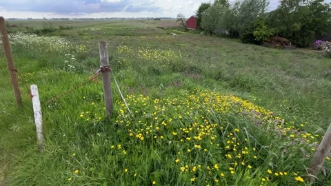 Close-Up of Green Dutch Meadow Grass with Wildflowers and Native Plants 動画素材 343026713