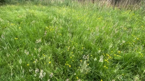 Close-Up of Green Dutch Meadow Grass with Wildflowers and Native Plants Vídeos de archivo 343026734